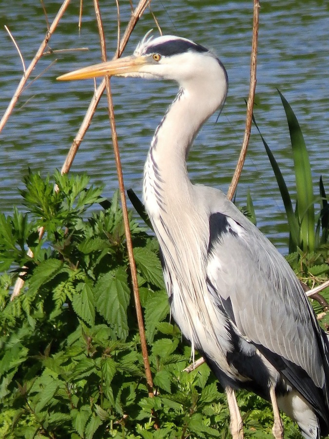 gray heron