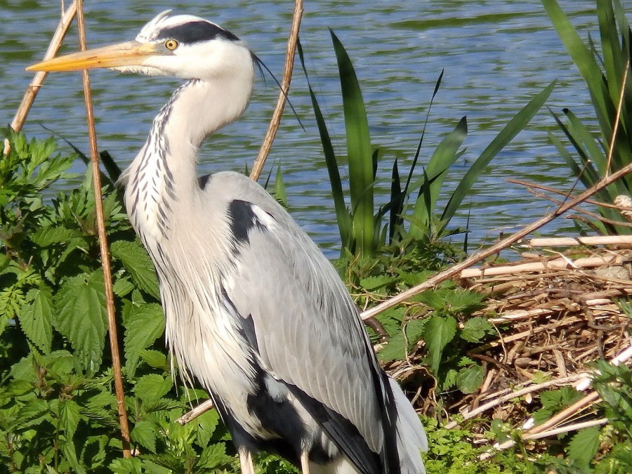 gray heron