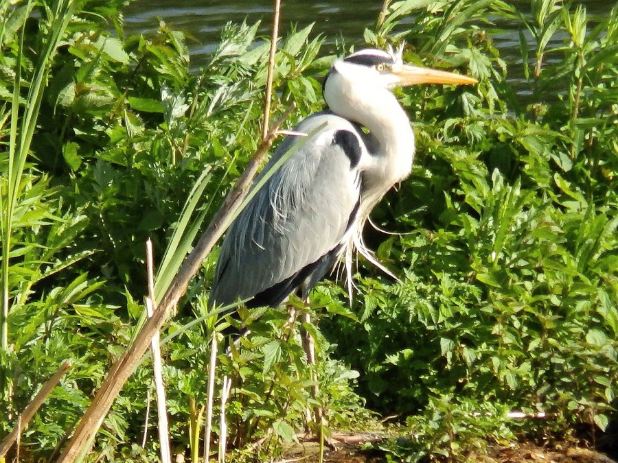 gray heron
