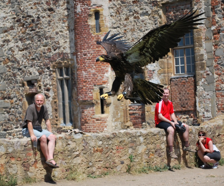 Orel bělohlavý - roční mládě