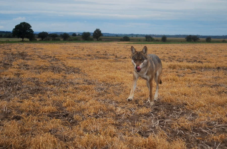 Vlk v krajině
