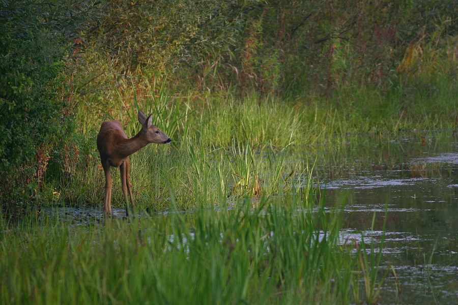 Roe deer