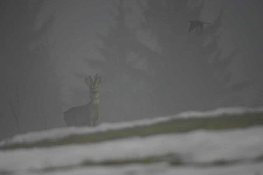 Roe Deer