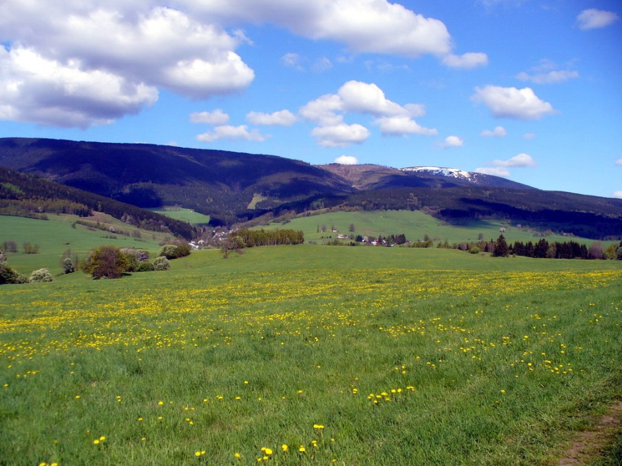 Kralický sněžník
