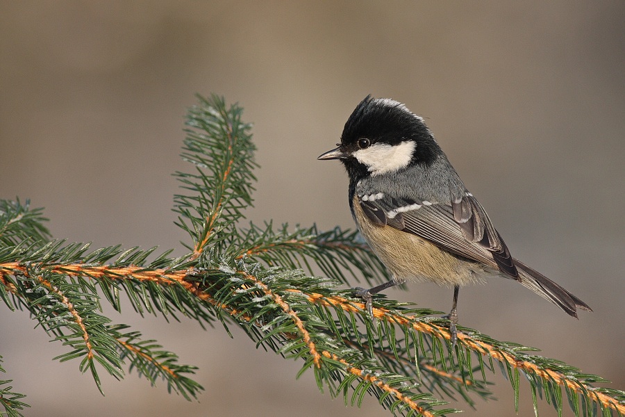 Coal Tit