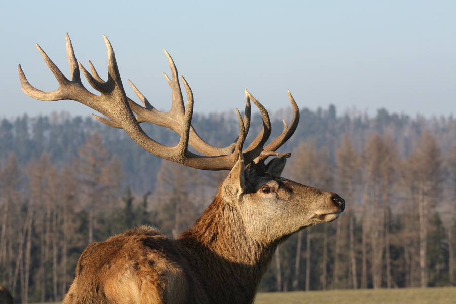 Jelen lesní (Cervus elaphus)