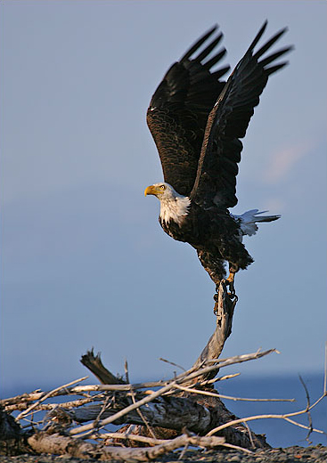 Bald Eagle