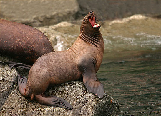 Steller Sea Lion