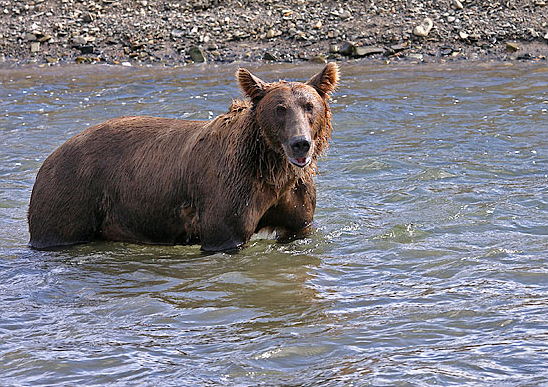 Brown bear