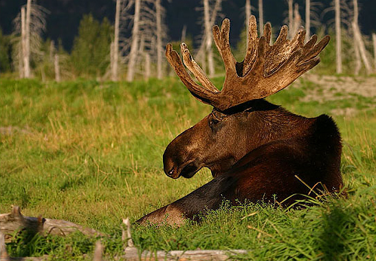 Moose