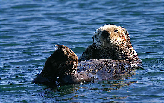 Sea Otter