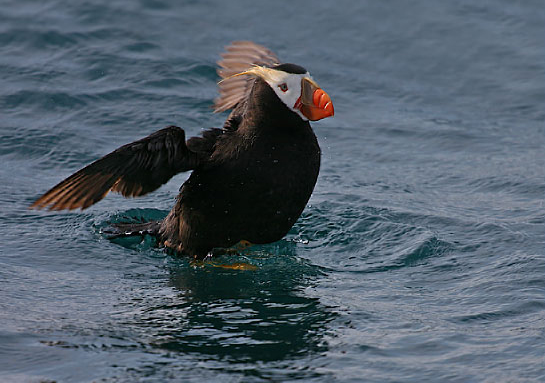 Tufted Puffin