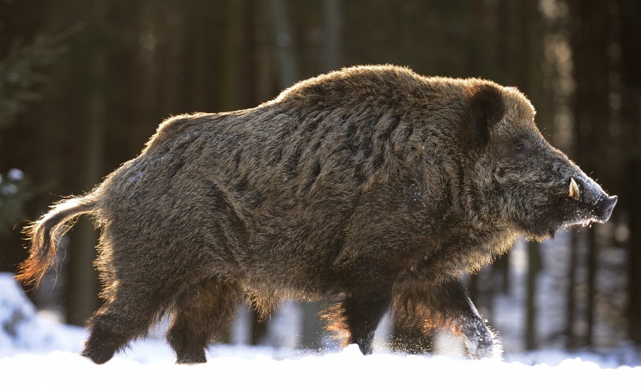 Wild boar