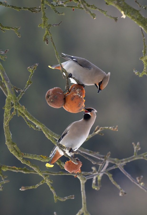 Bohemian Waxwing