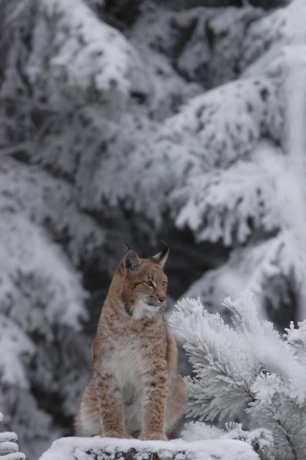 Lynx