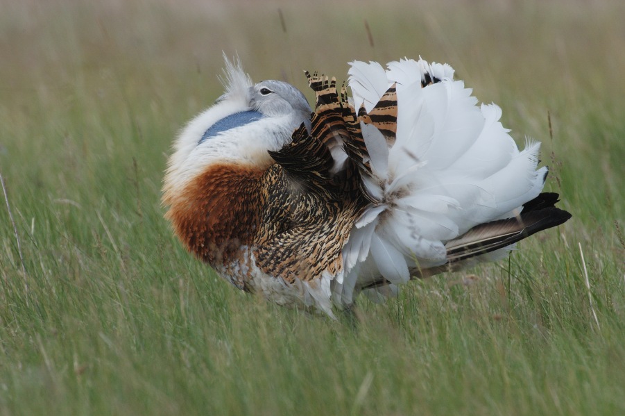 Great Bustard