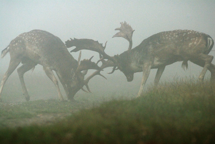 European Fallow Deer