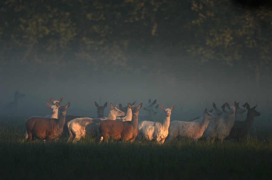 Red deer - white