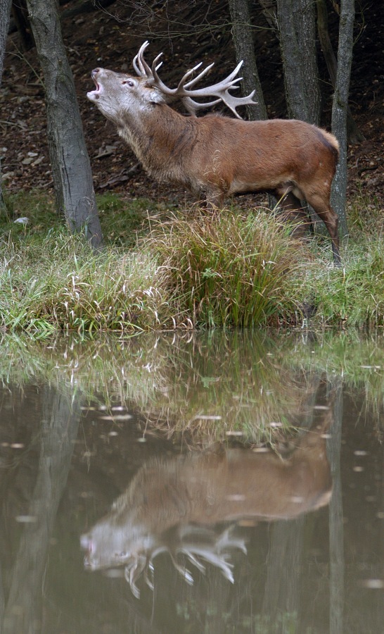 Red deer