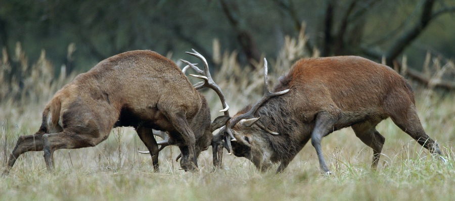 Red deer