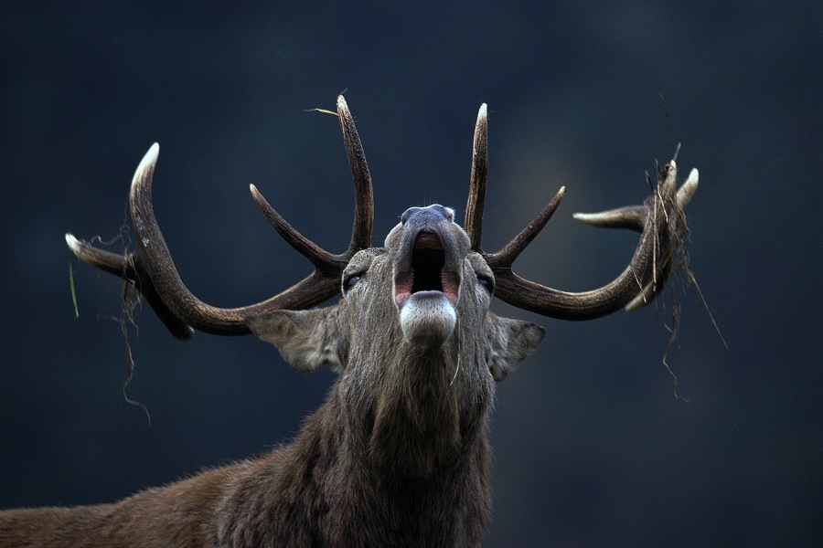 Red deer