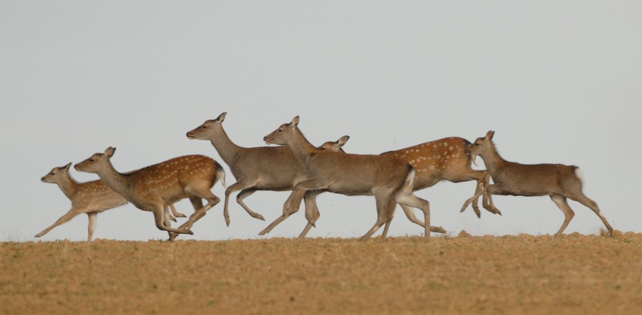 Sika Deer