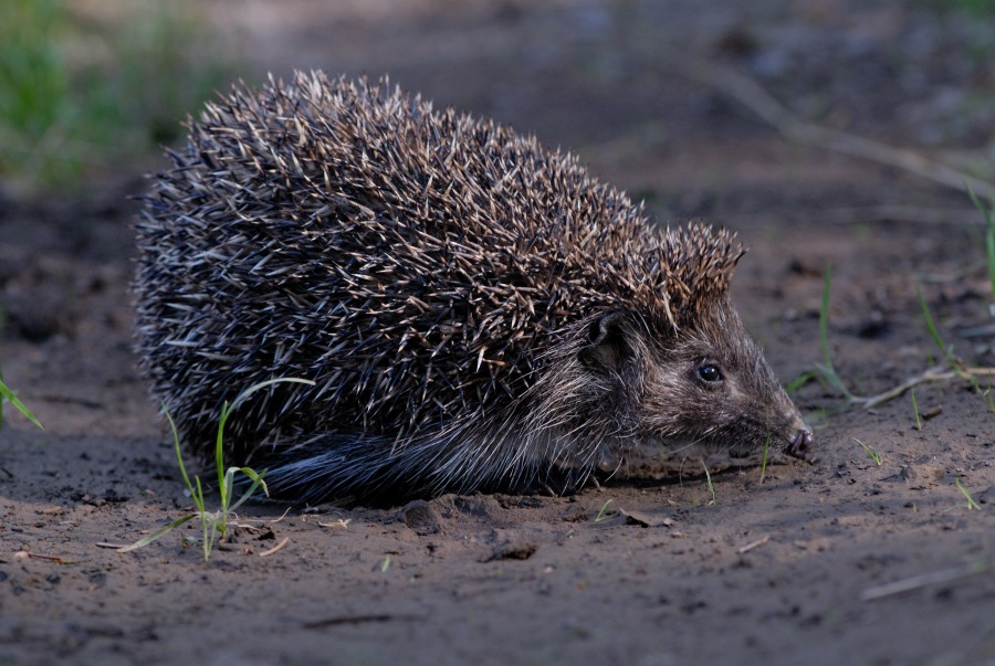 Western Hedgehog