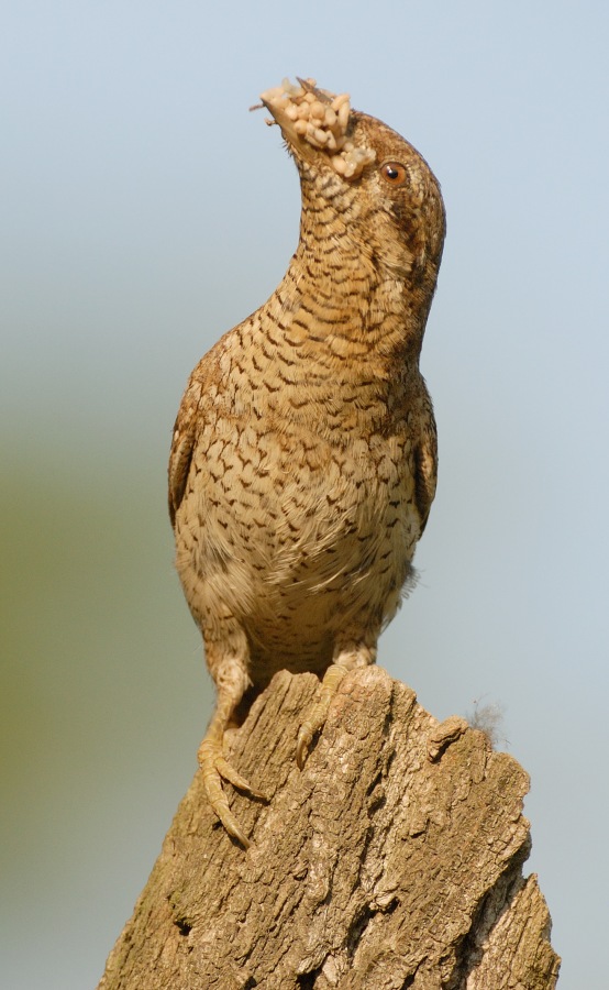 Wryneck