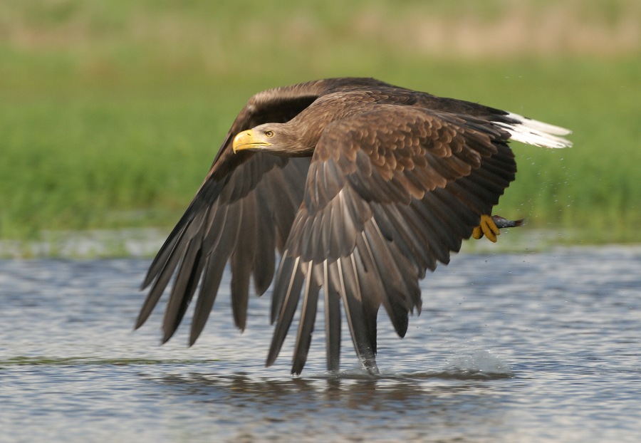 White-tailed Eagle