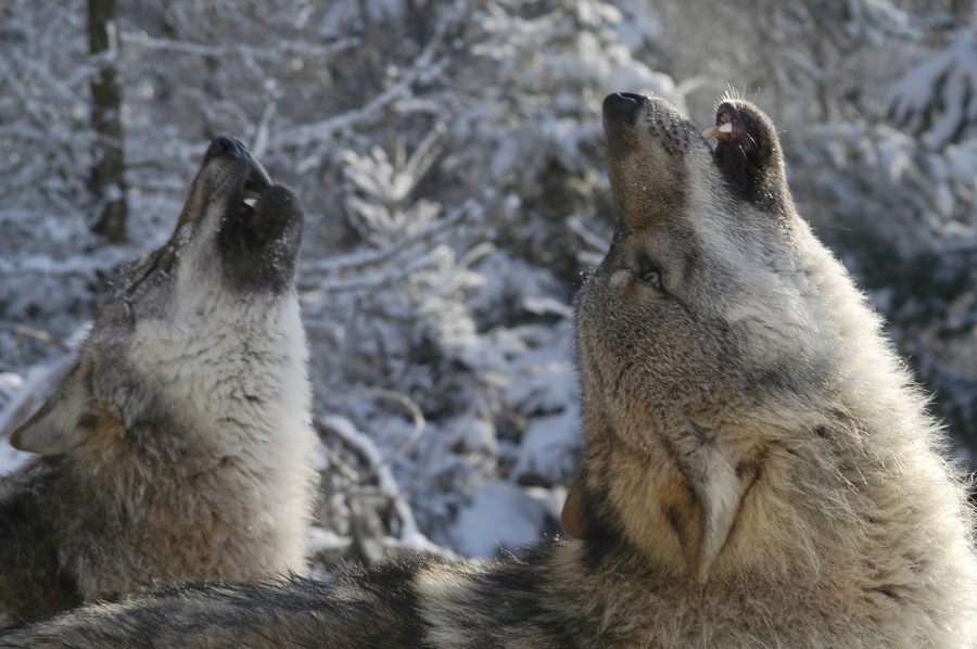 Wolf