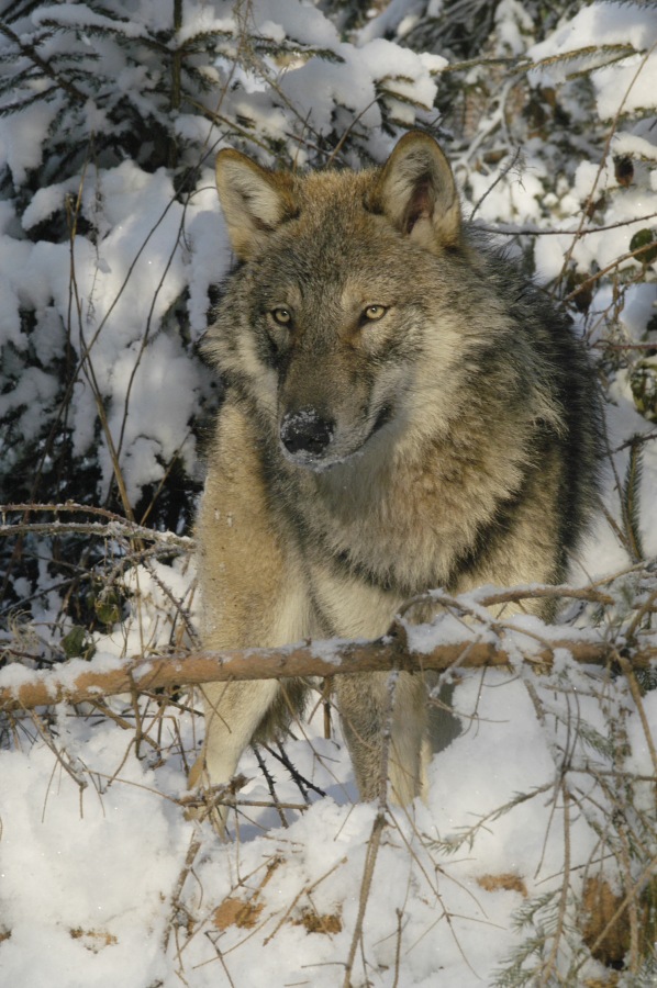 Wolf