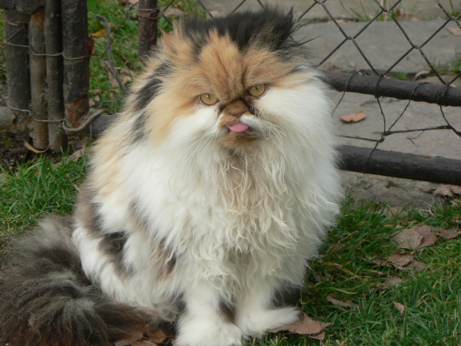 KOČKA