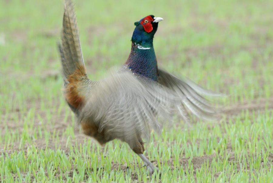 Pheasant