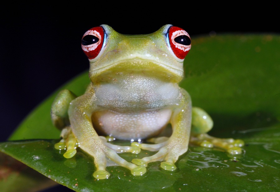 Greater Madagascan Green Treef