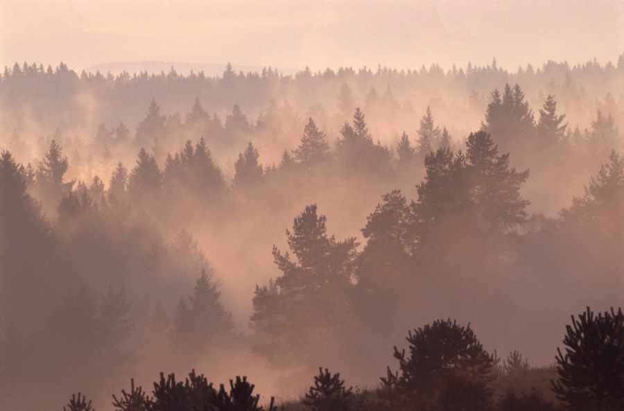 Morning in Šumava