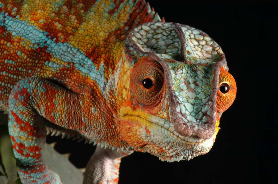 Chameleon