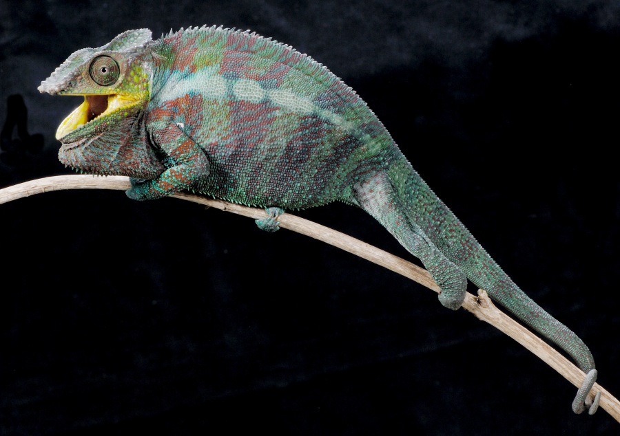 Chameleon