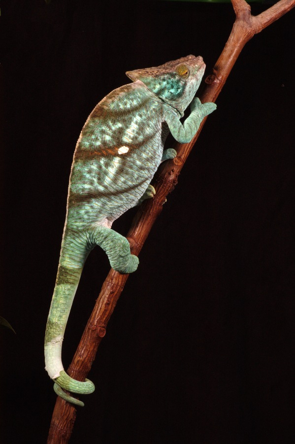 Chameleon