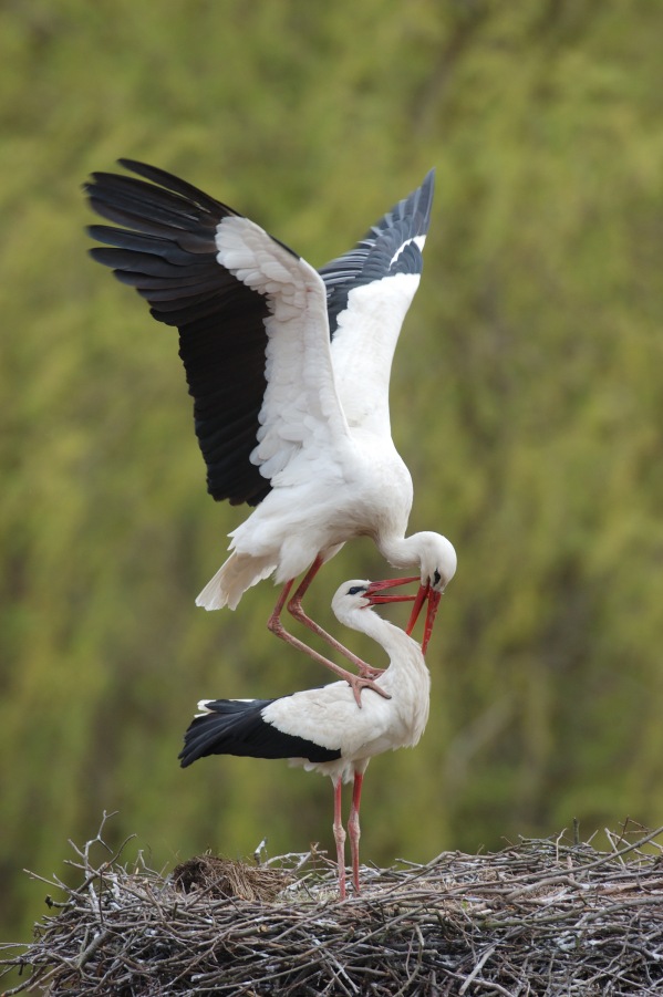 White Stork