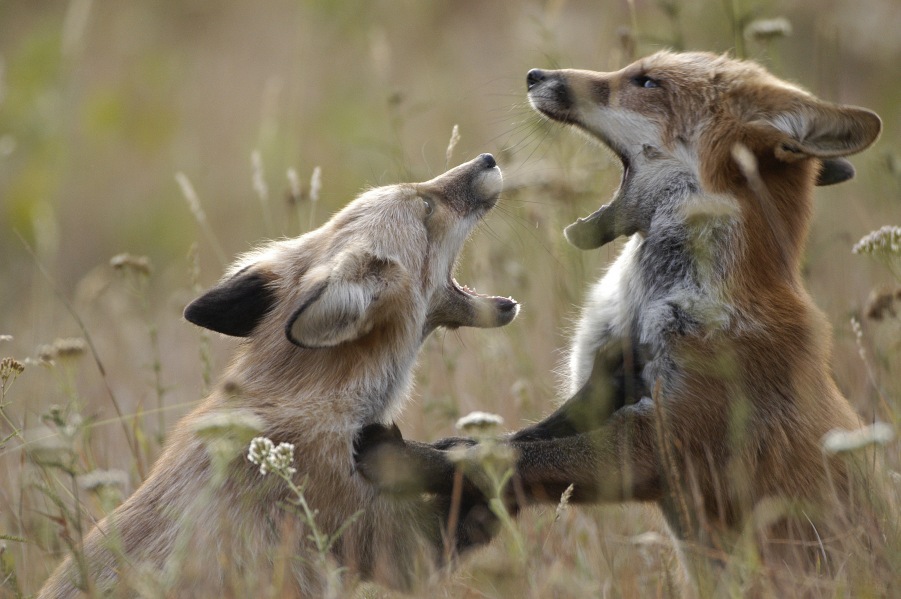 Fox