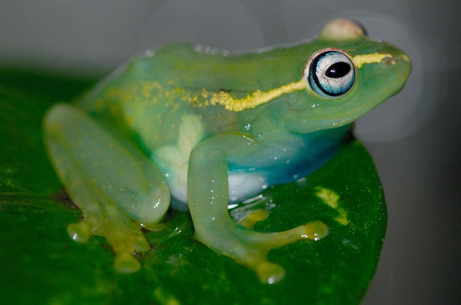 Boophis rapiodes 