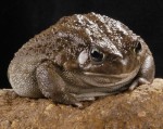 Ropucha