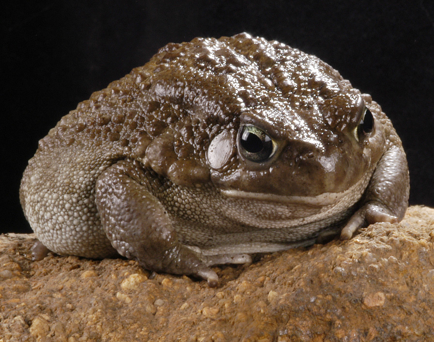 Bufo sp. Etiopie