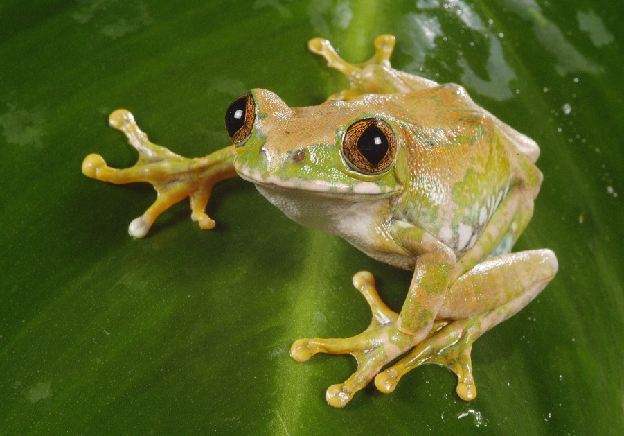 Leptopelis flavomaculatusa