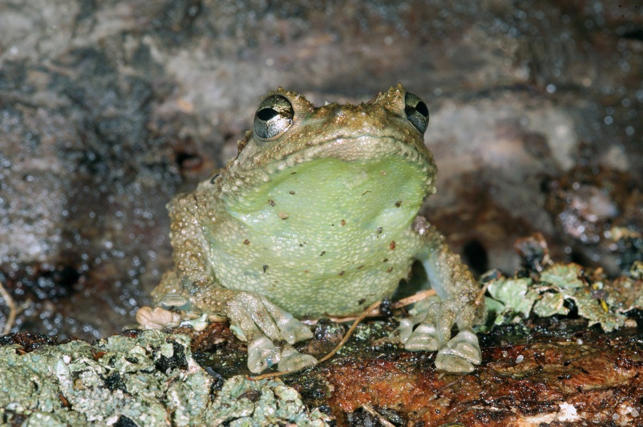 Platypelis grandis 