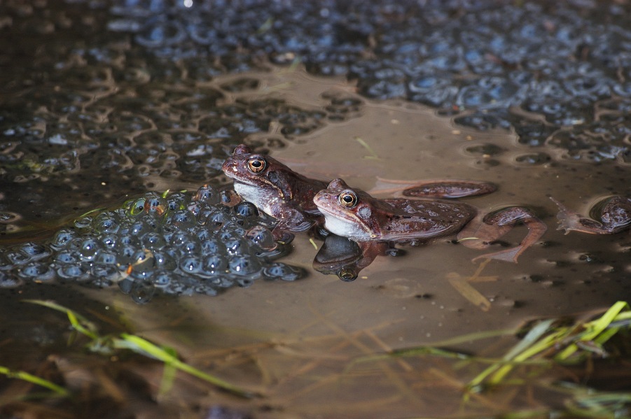 Common Grass Frog