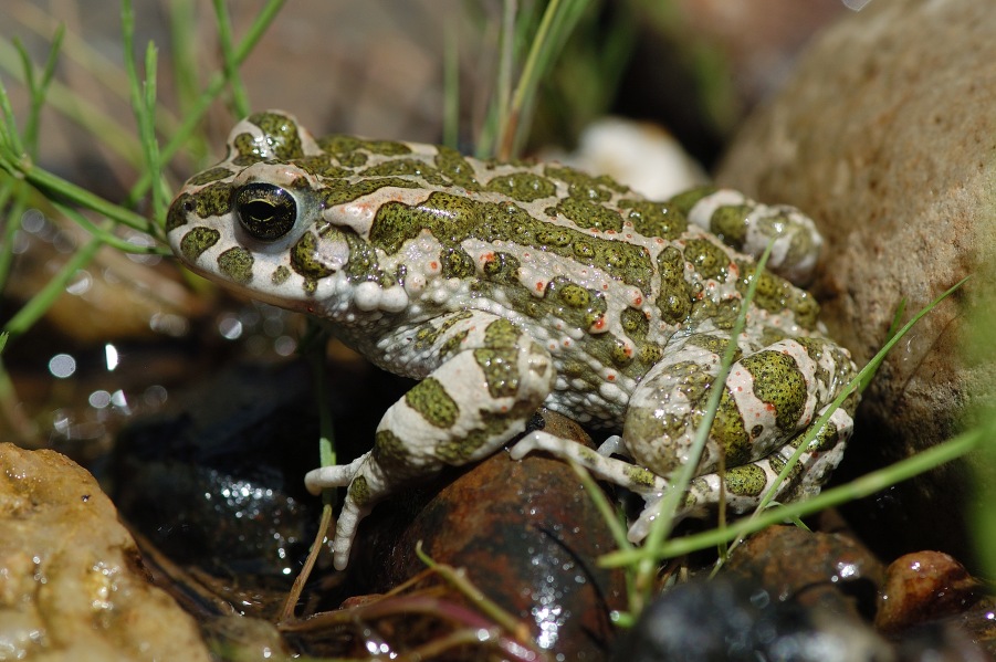 European Green Toad
