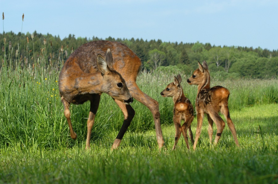 Roe Deer