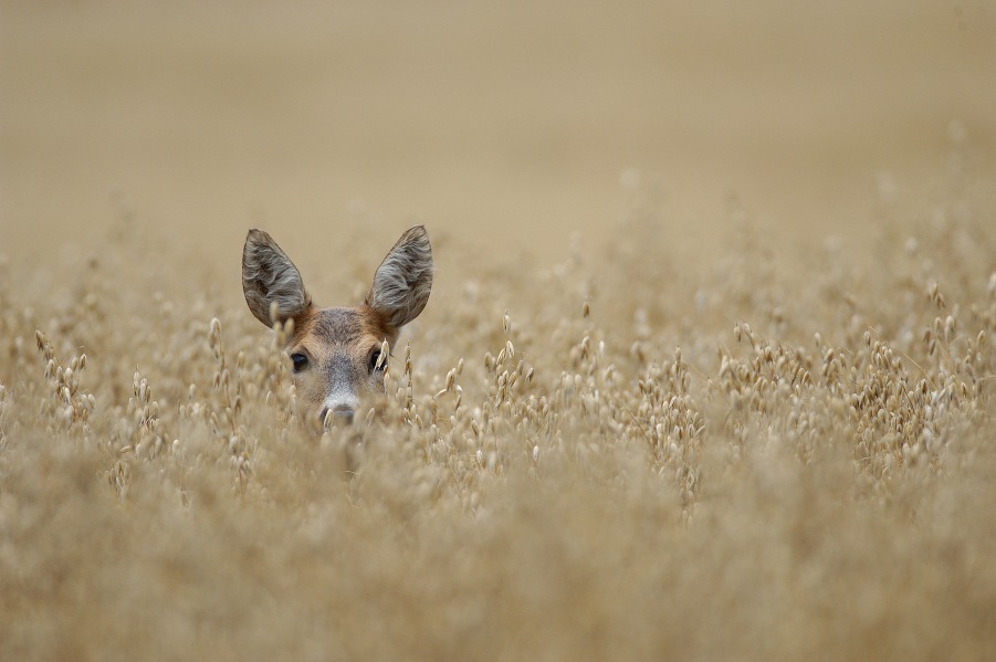 Roe Deer