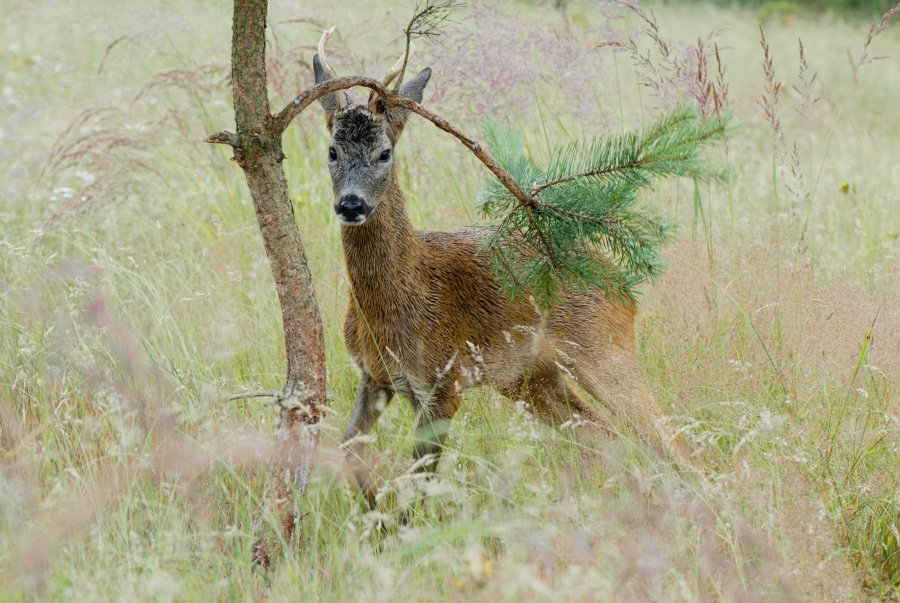 Roe Deer